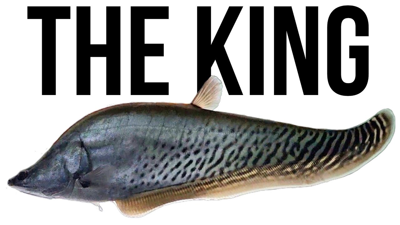The KING of all KNIFE FISH that you NEVER knew existed!