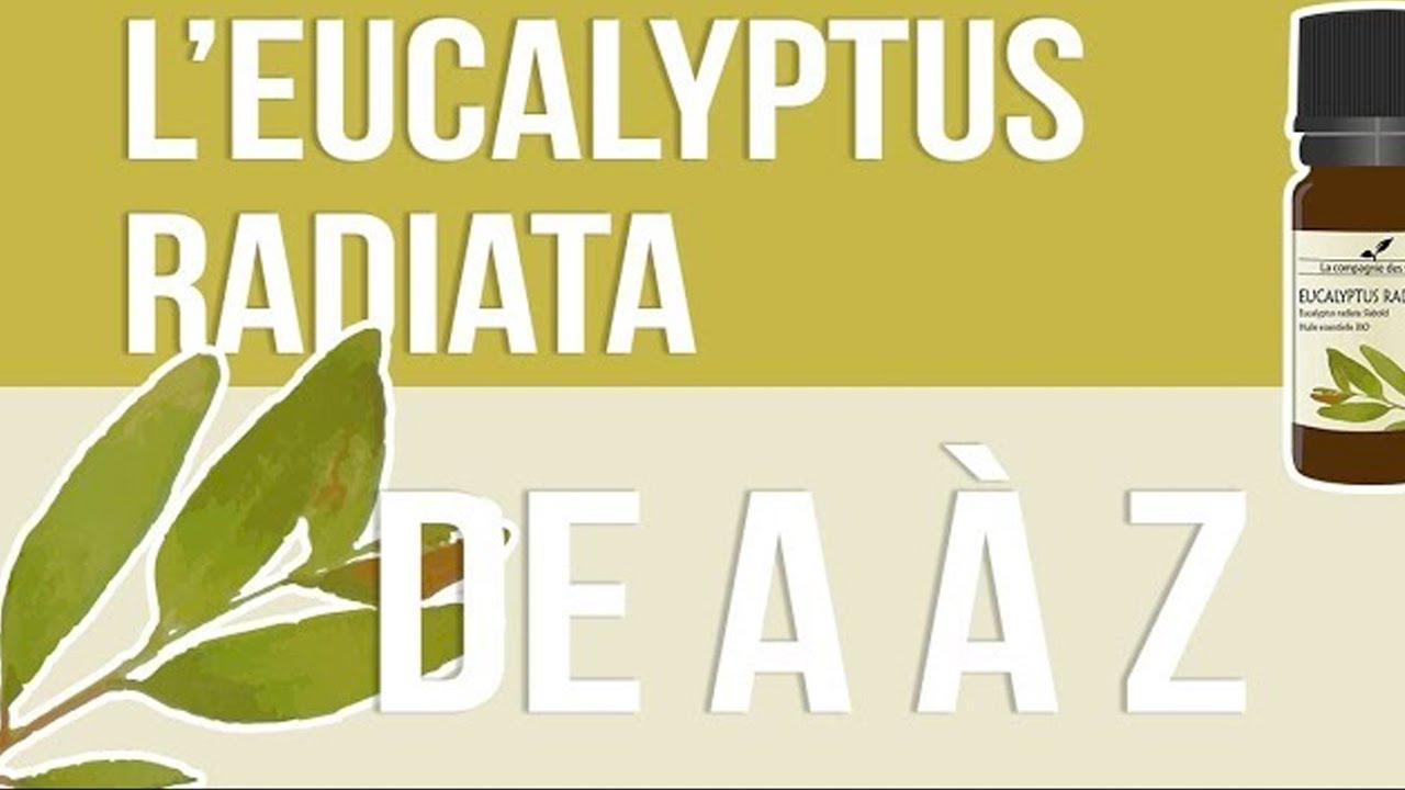 [HUILES ESSENTIELLES] À la découverte de l'Eucalyptus Radiata