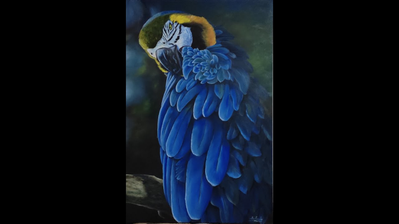 Pintando uma Arara Canindé