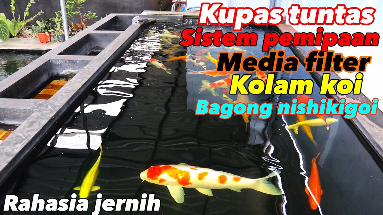 Filter kolam koi jernih - sistem filterasi,pemipaan dan media filter bagong nishiki goi farm