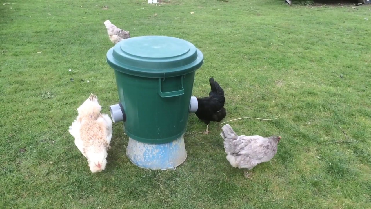 Mangeoire économique pour poules