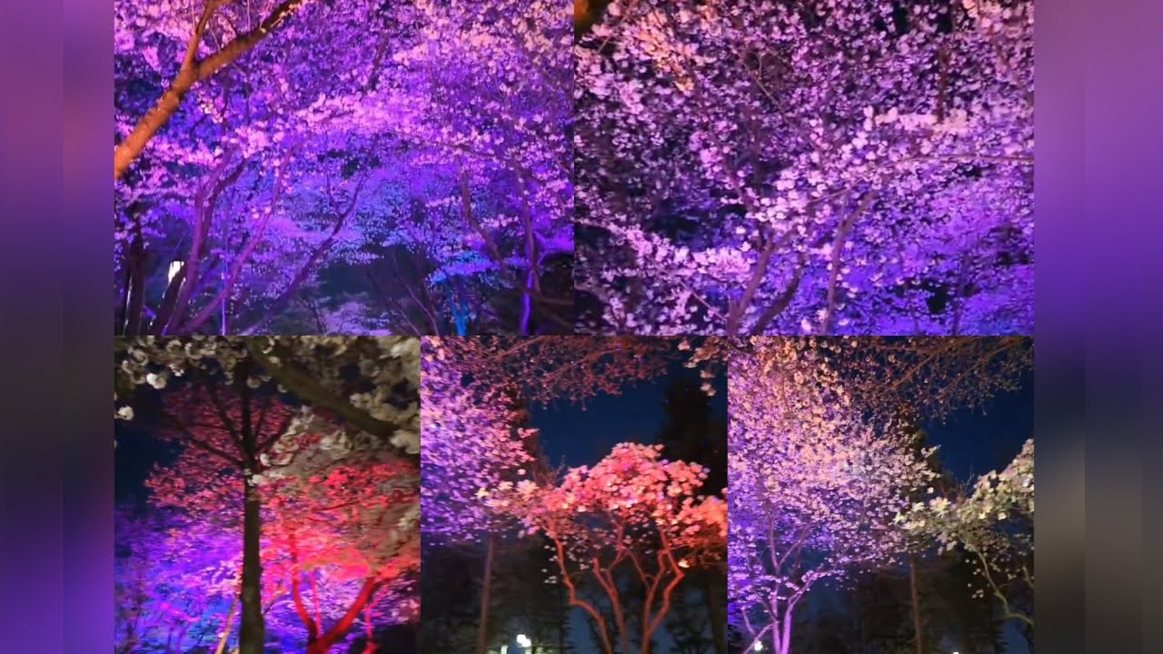 Colorful cherry blossom 🌸 flowers at night time