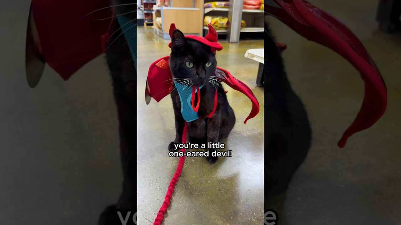 Uno picks out a Halloween costume at PetSmart 😻 w/ @thekatcurtis #halloween #catperson #cat #funny