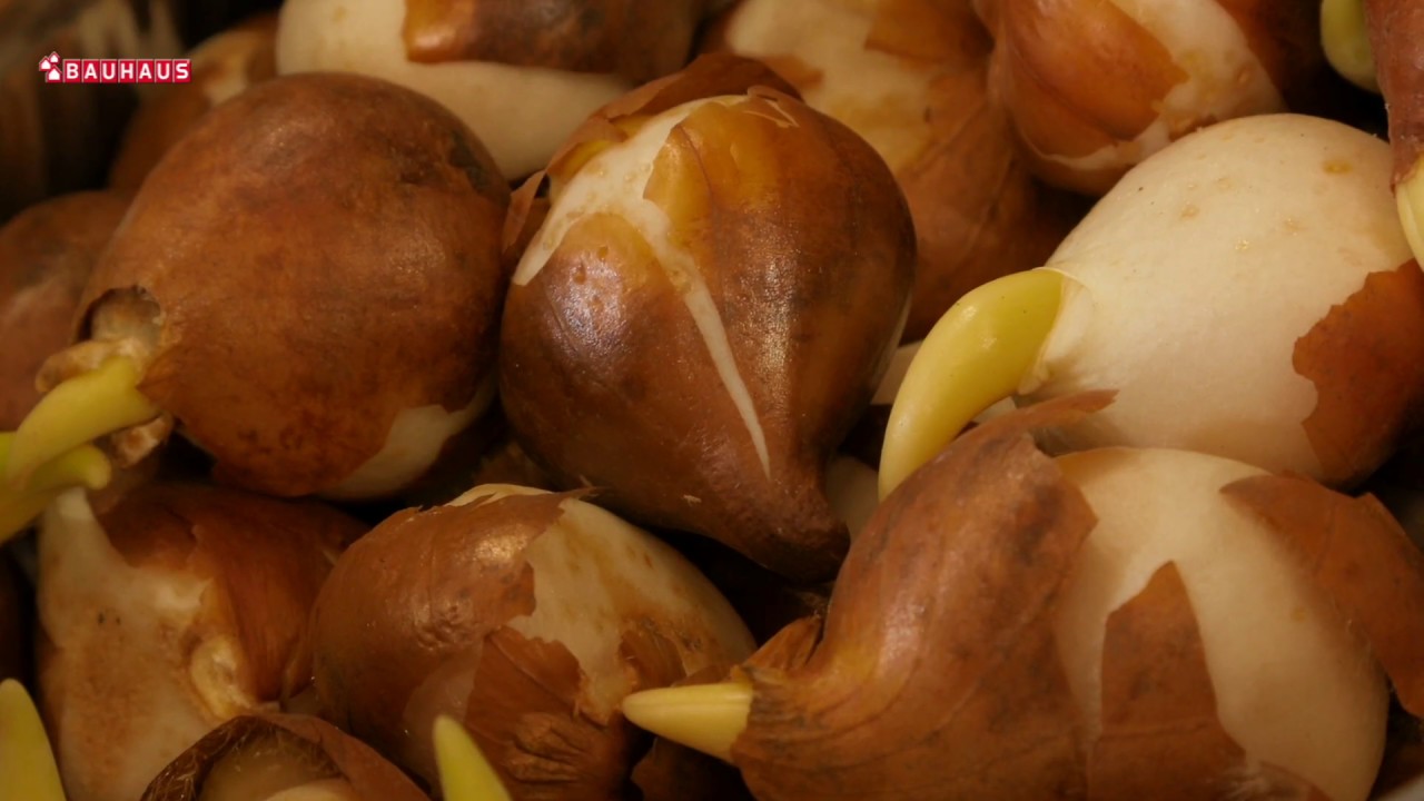 Škola vrtlarstva - zimske lukovice