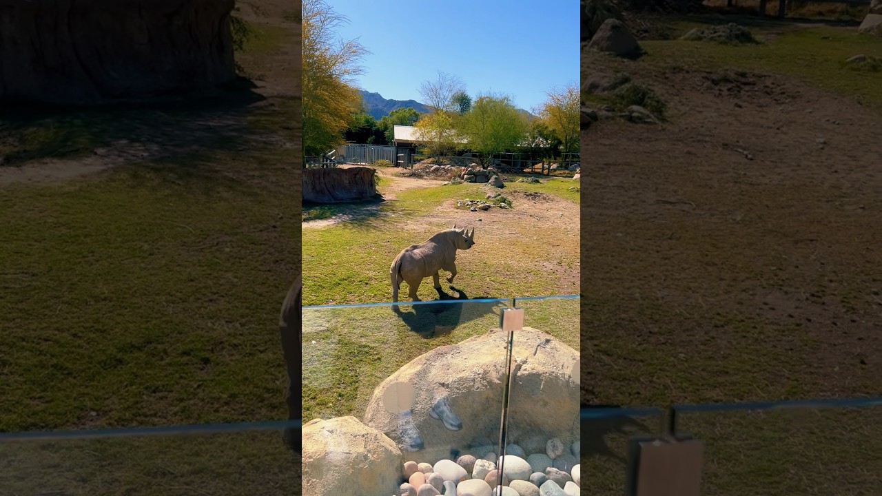 Living Desert #zoo #animals #giraffefeeding #rhino #palmsprings #palmdesert #fyp #wildlife #family