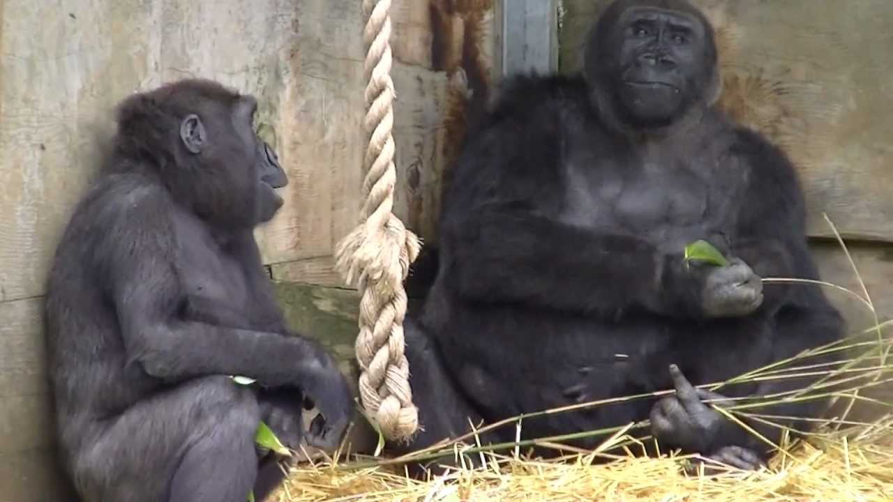KUKENA doing stuff. (Baby Gorilla Bristol Zoo) m2ts