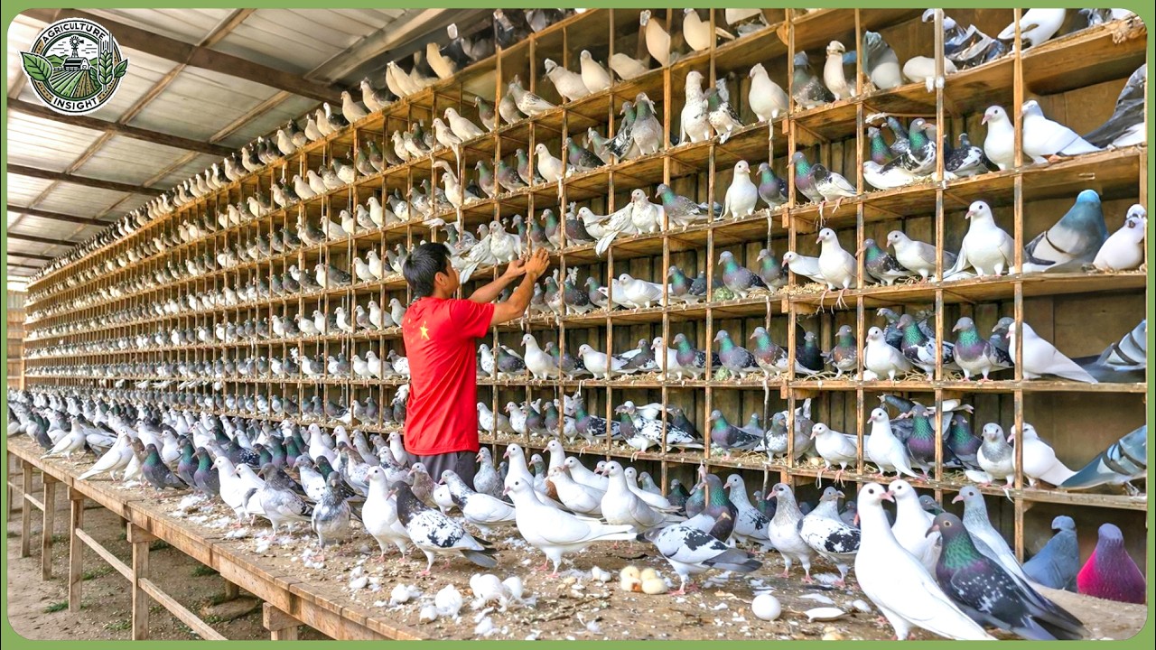 Inside China&rsquo;s Massive Animal Farming &ndash; How Farmers Make Billions Each Year