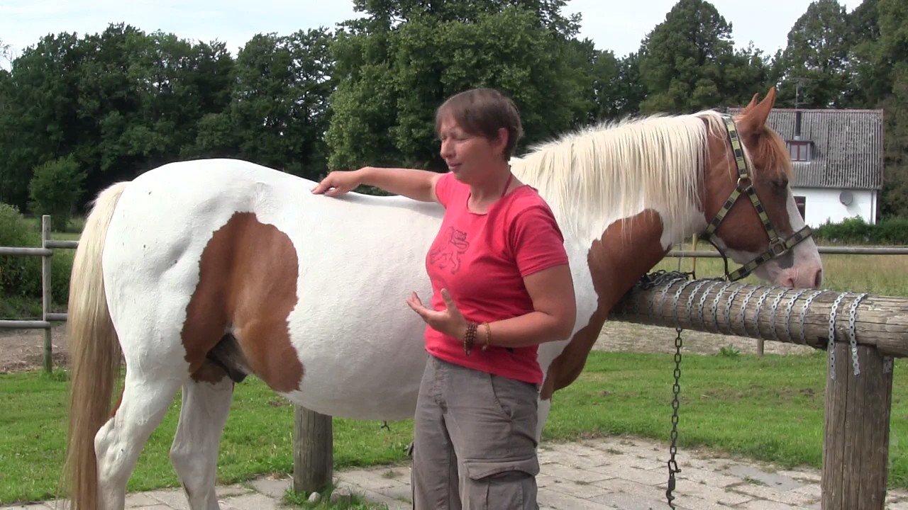 hestemassage  Kortryggede heste  3