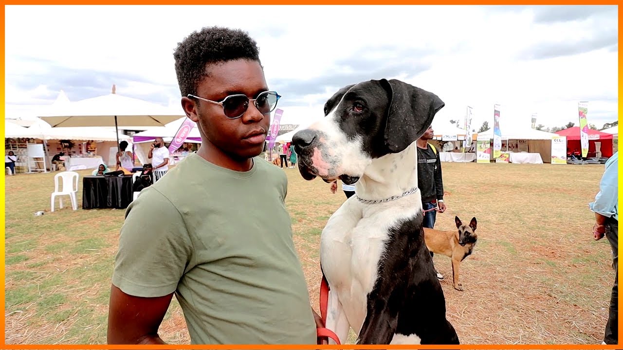 Meet the Dogs  & their owners at the Dogtober Festival 2022