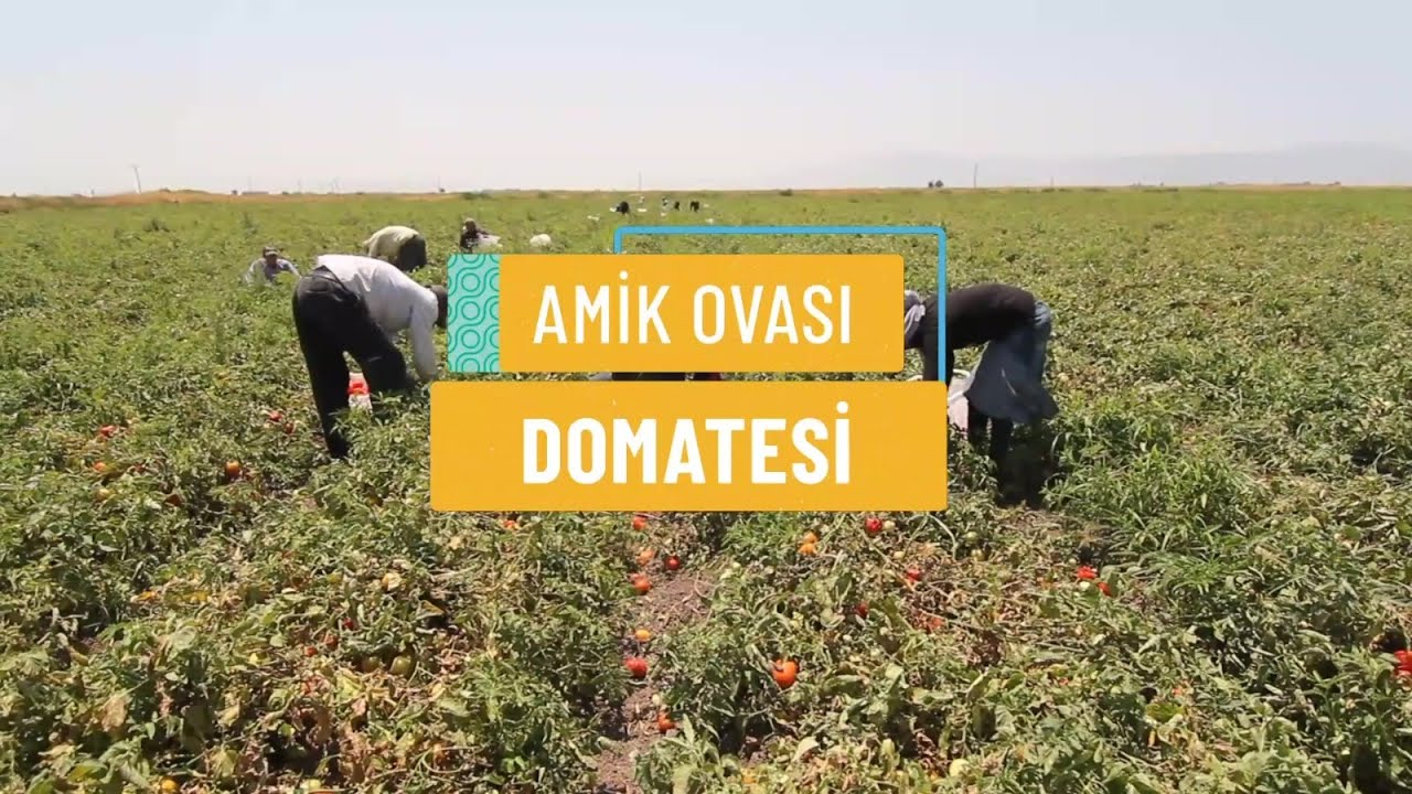 AMİK OVASI DOMATESİ