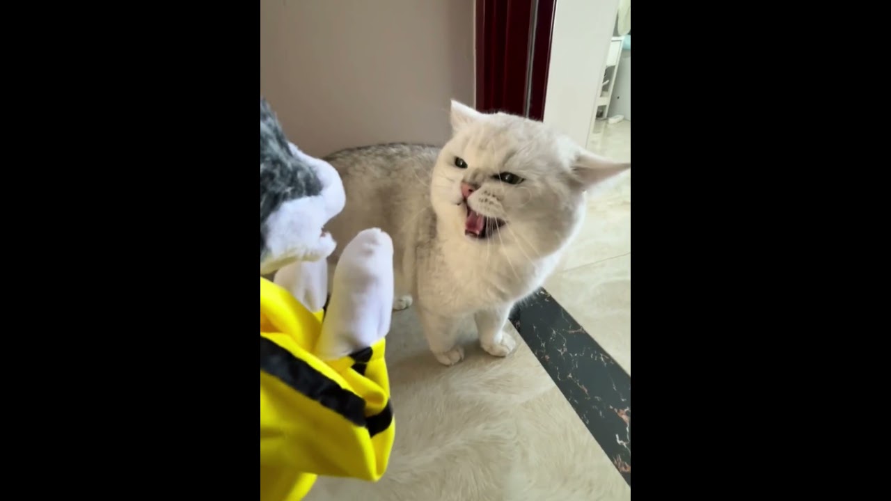Cat prank #cat #funnycat #cats #funnyvideo #fyp