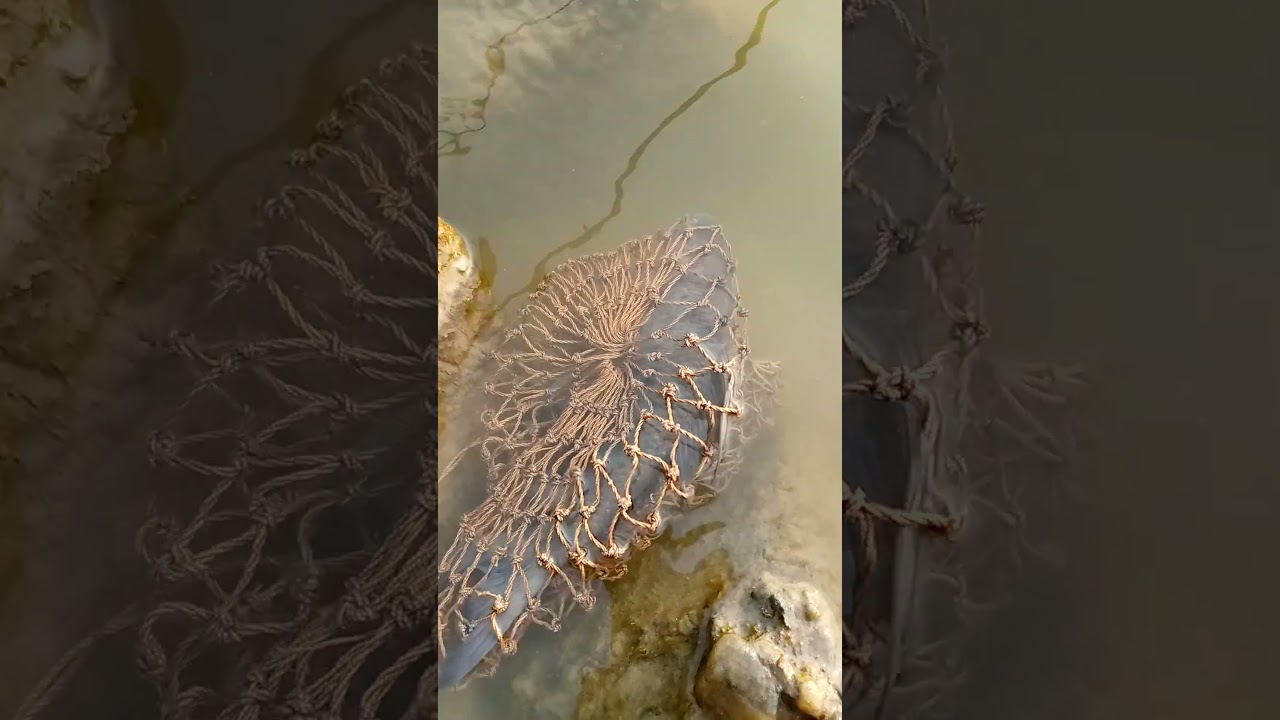 Best cast net fishing Catching big fish with cast Net fishing