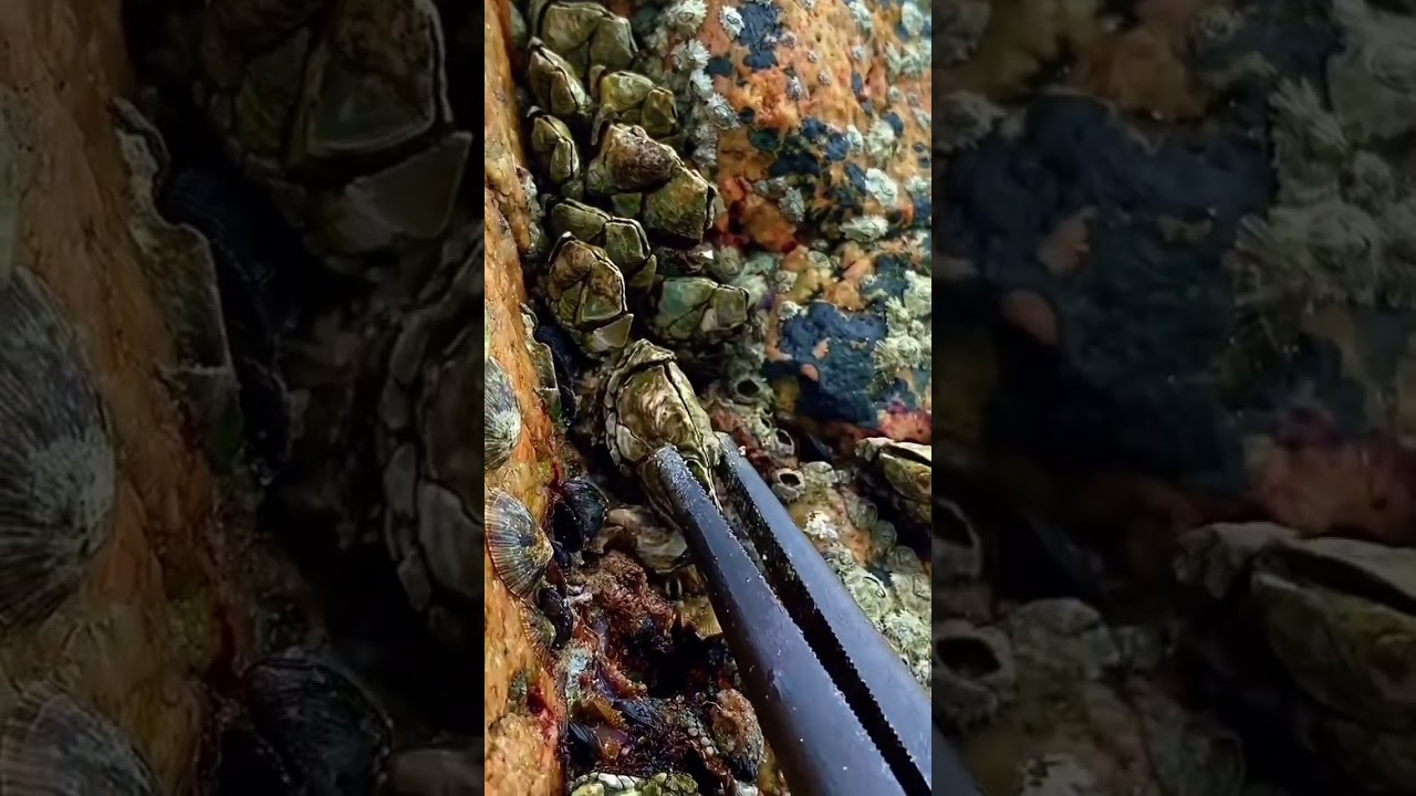 remove barnacles #barnacles #snail #beach #seafood #poucepied