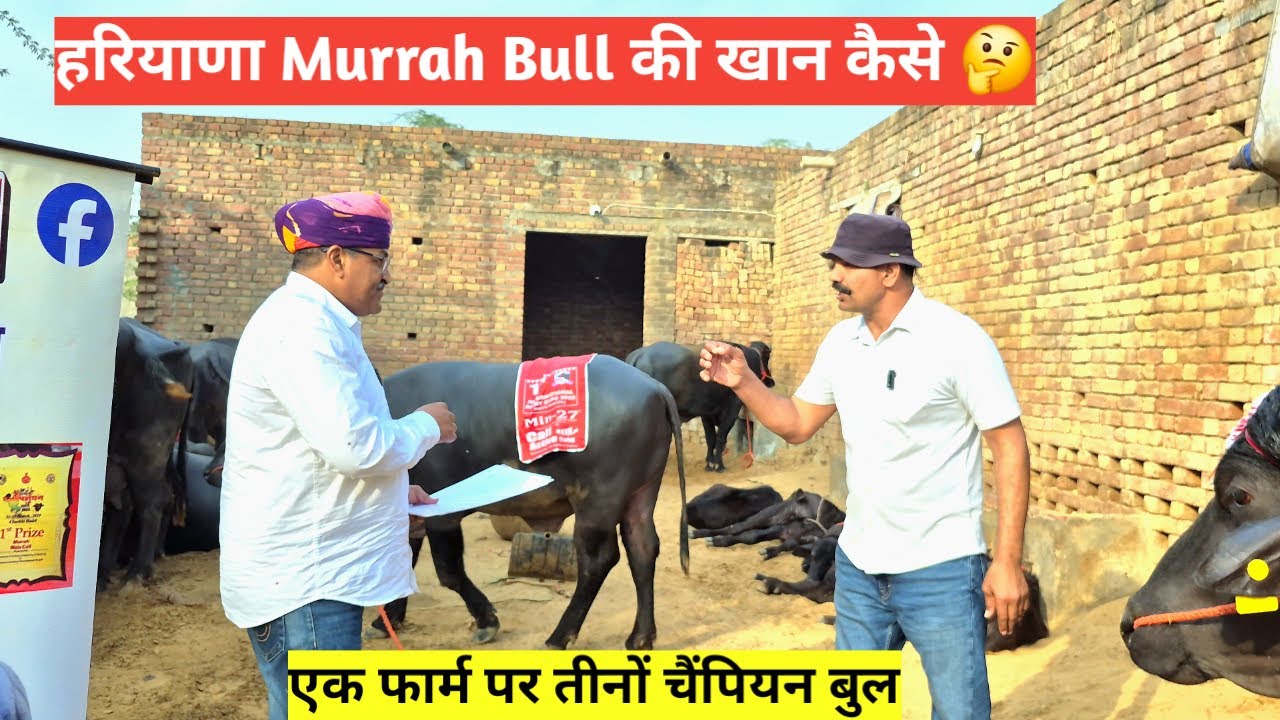 हरियाणा Murrah Bull की खान। 3 चैंपियन एक ही डेयरी फार्म पर। @Farming Guru ji