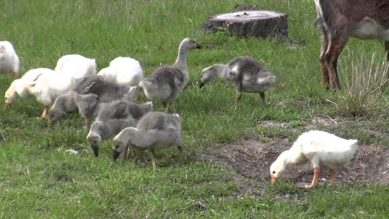 Life of a Goose