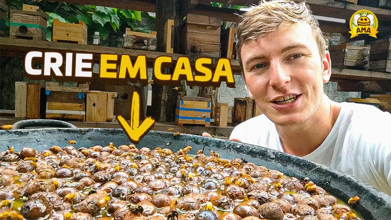 O QUE EU PRECISO para criar abelha sem ferr&atilde;o EM CASA🏠🐝
