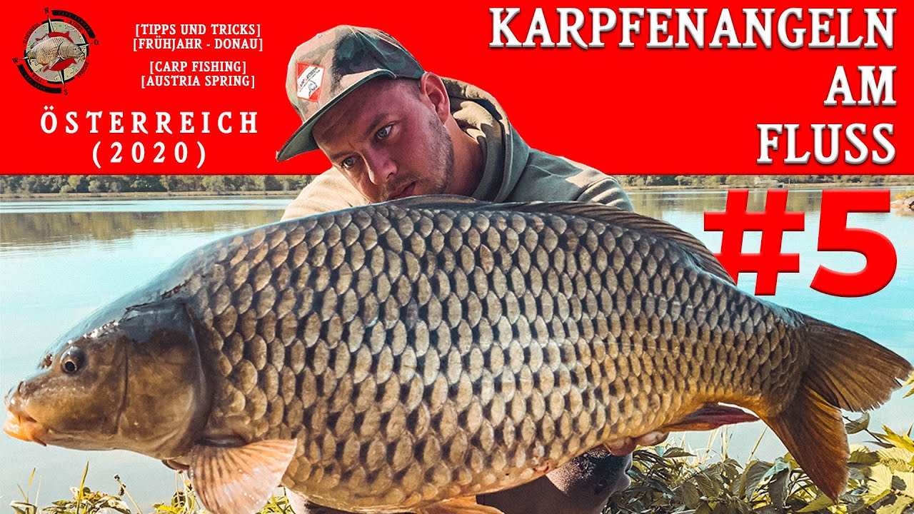 Karpfenangeln am Fluss - carp fishing austria / Österreich,Tipps,Tricks,Frühjahr,Donau,spring,(2020)