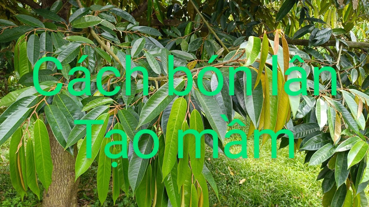 cách bón lân tạo mầm mùa thuận..út hiền 0978603449
