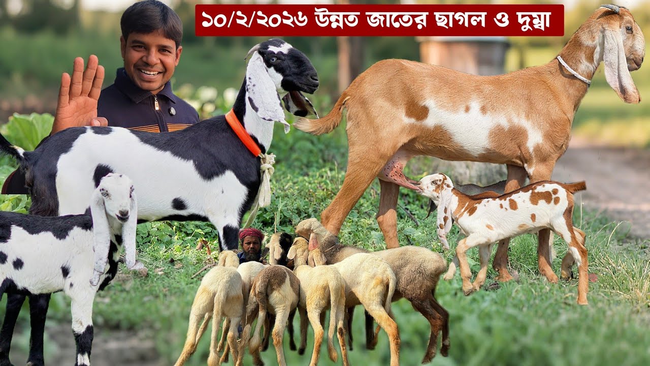 হান্নান ভাই এর খামারে উন্নত জাতের ছাগল ও গাড়ল দুম্বার দাম জানুন Goat Farming। Dumba 