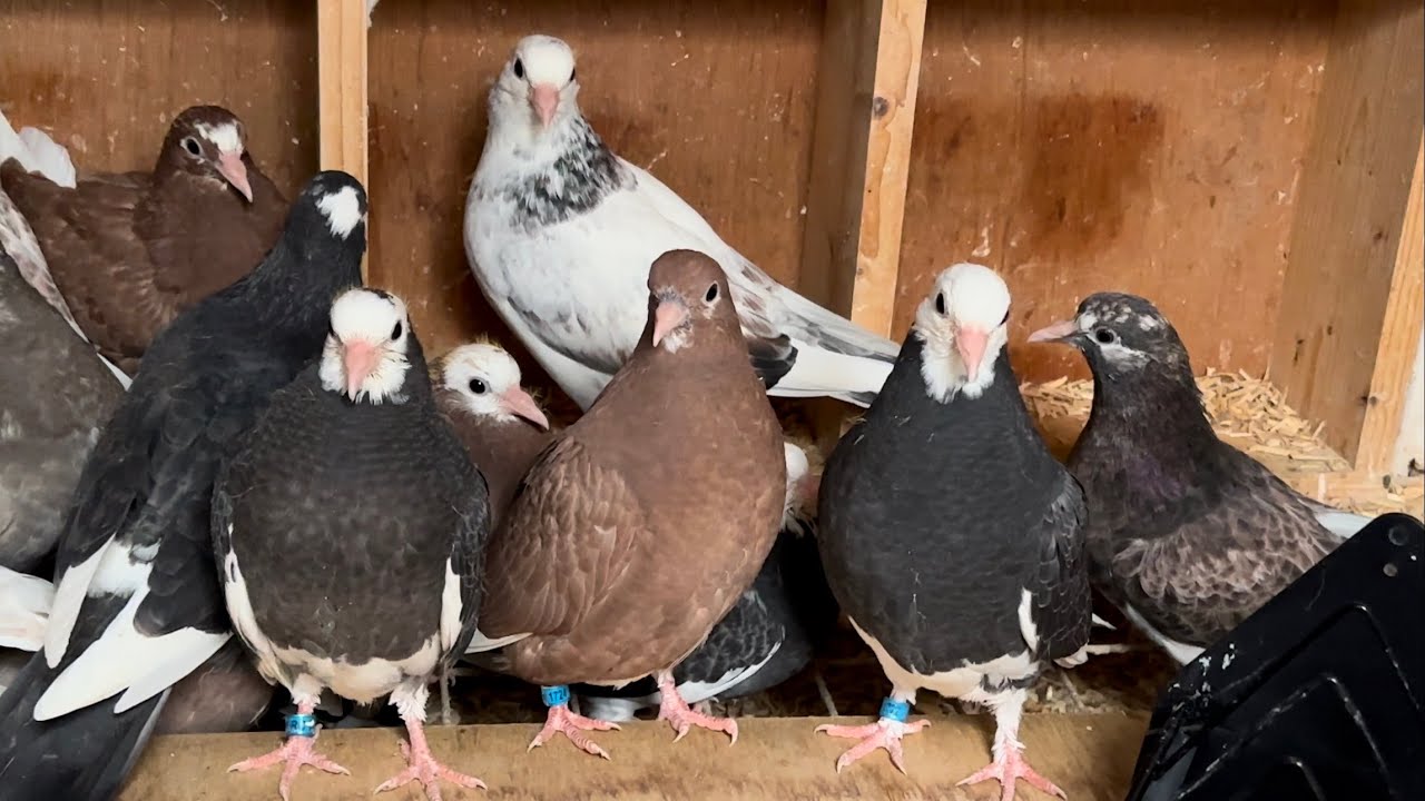 1st ROUND of Young Birds - BIRMINGHAM ROLLER PIGEONS