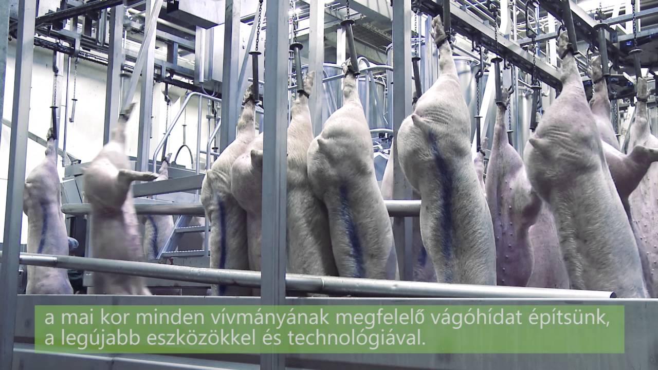 MCS Vágóhíd Zrt. Bemutatkozó videó