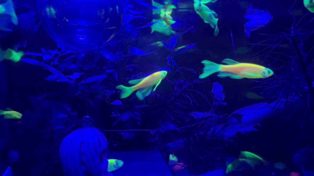Millions Fish Relaxing Piano Music , Sleep Music, Relaxing Music, Meditation Music
