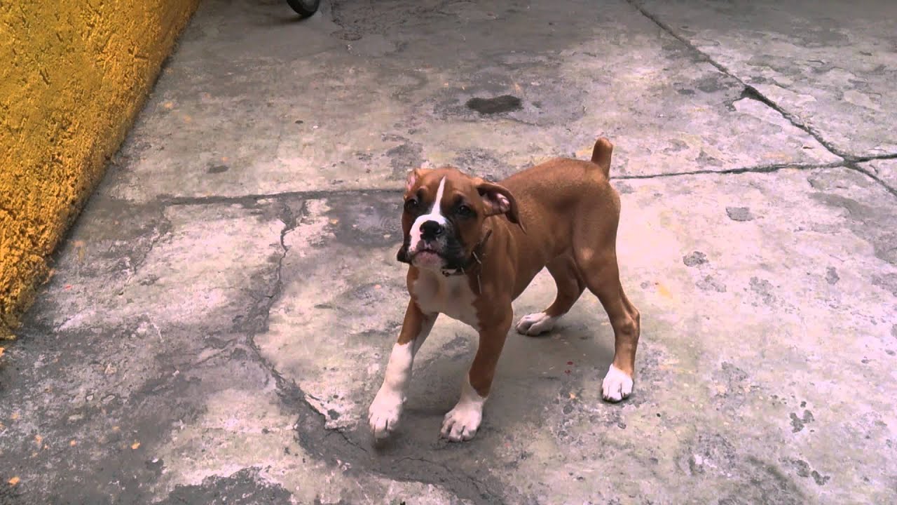 Mi cachorro b&oacute;xer ladrando