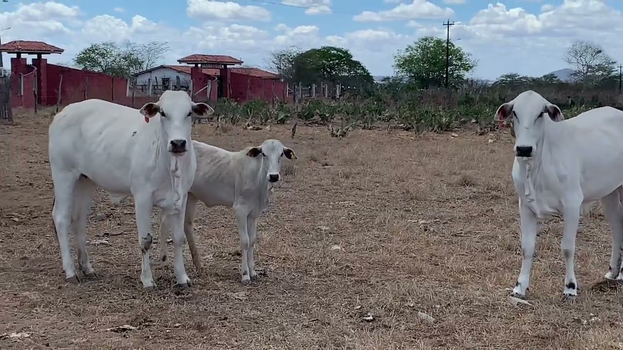 Animais no pastejo de palma 🌵☀️🐮