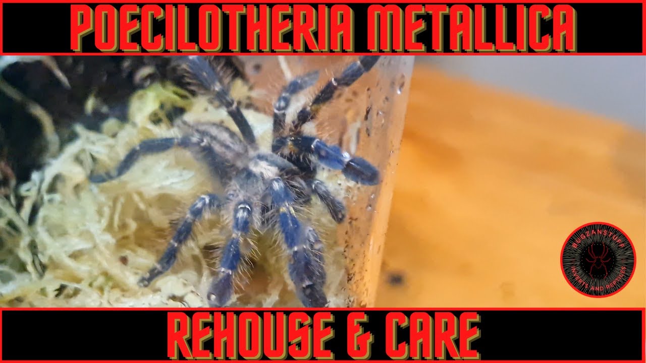 Poecilotheria metallica tarantula rehouse and care