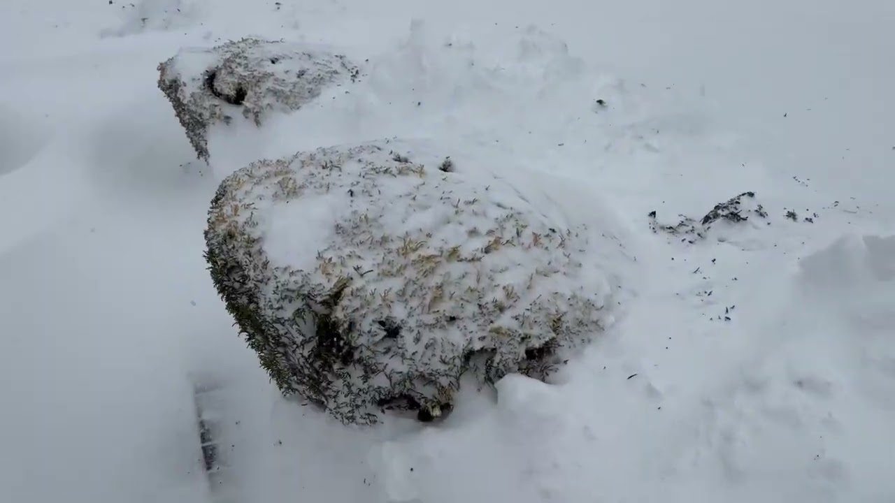 Vompires 24/7 la tormenta de nieve mas grande en los ultimos años