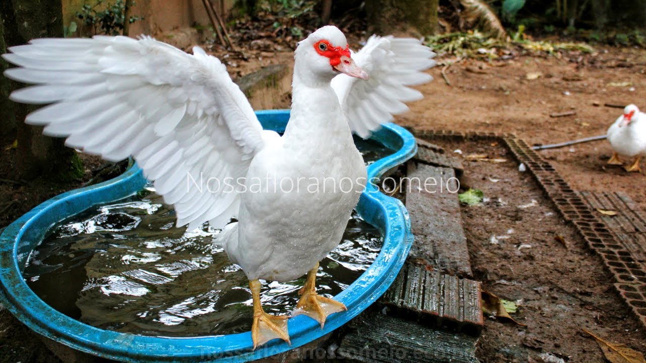 Os patos trocaram de penas, época de aparar as asas e vermifugá-los
