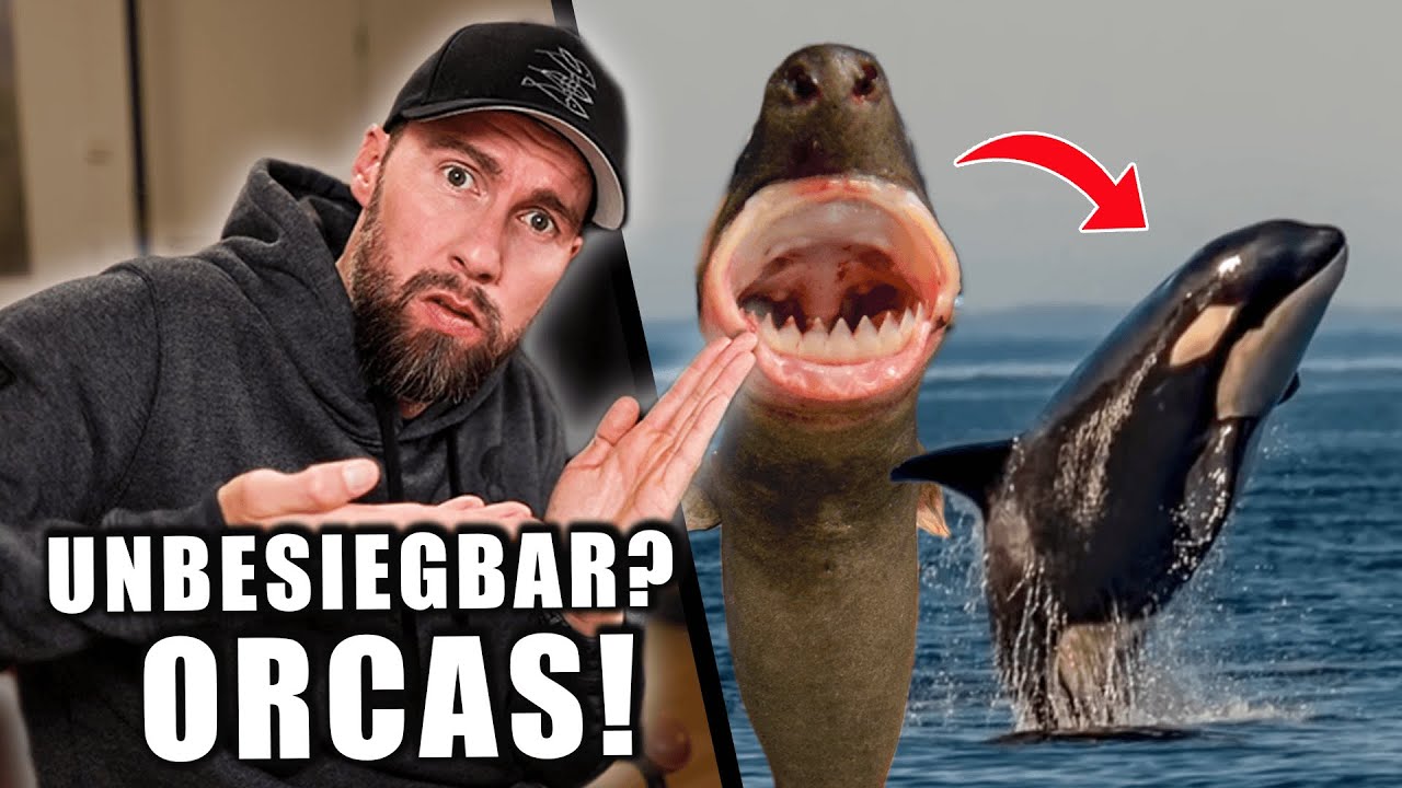 Der einzige FEIND der ORCAS! - Sind Orcas unbesiegbar? | Robert Marc Lehmann