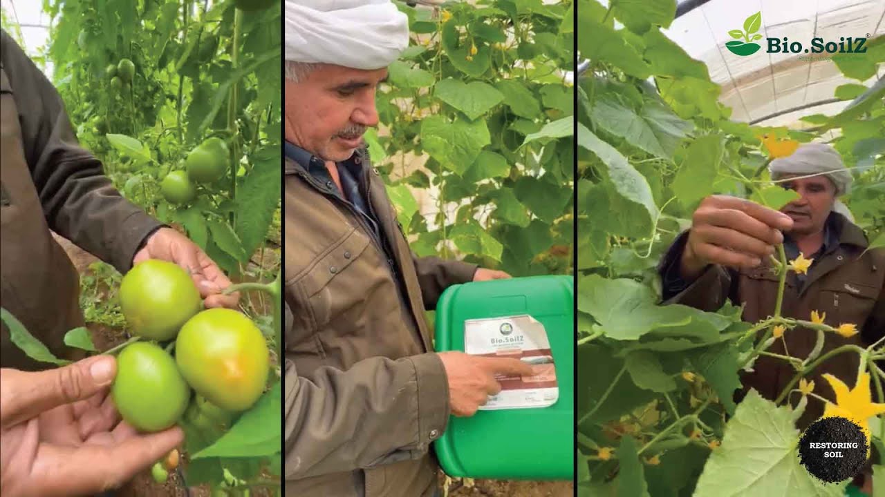 Qatar: Bio.SoilZ Delivers Higher Productivity and Extends Crop Life