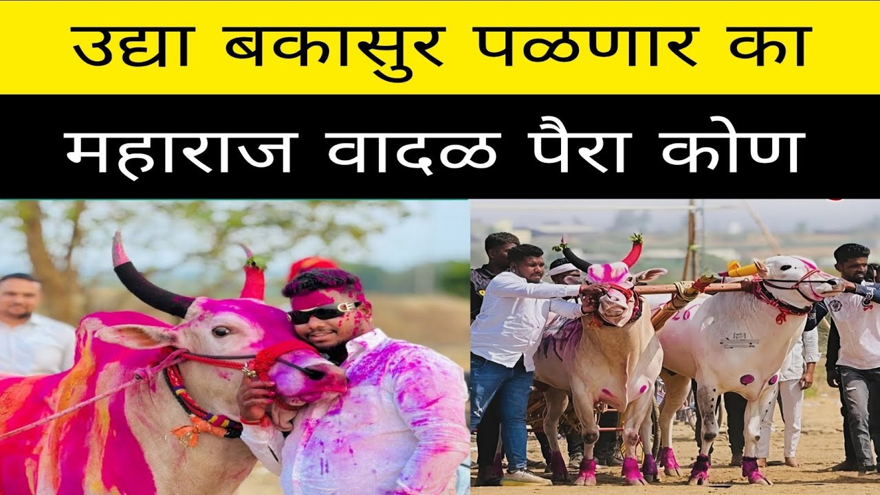 उद्या सासवड येथे होणाऱ्या मैदानात बकासुर महाराज वादळ कोणत्या टॉपच्या पैऱ्यात पळणार आहेत ?