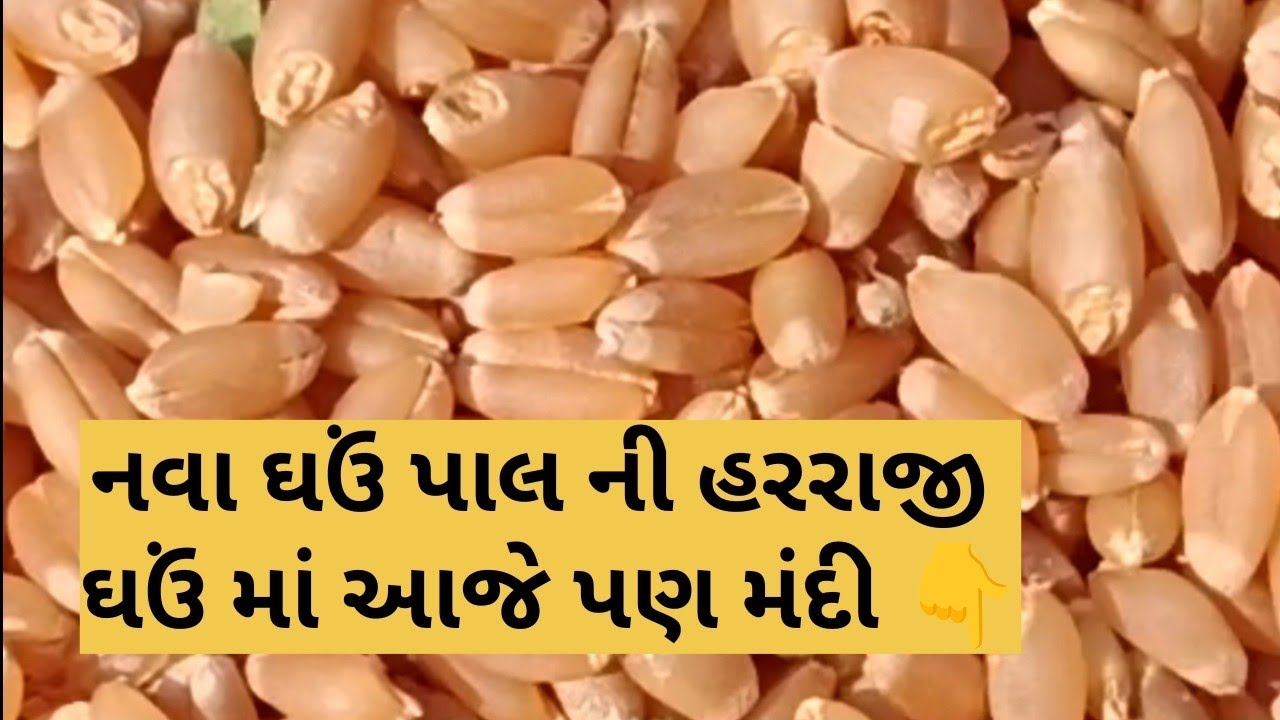 ઘઉં ના બજાર ભાવ/February 19, 2026/live gehu na bajar bhav/19.02.2026/APMC marketing yad 