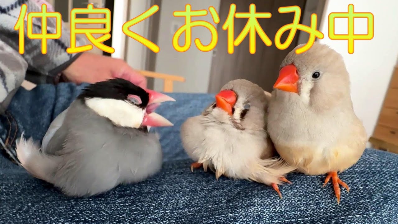2024.12.08ほのぼの文鳥とキンカチョウ姉妹。。。Heartwarming Java Sparrow and Zebra Finch Sisters。。。