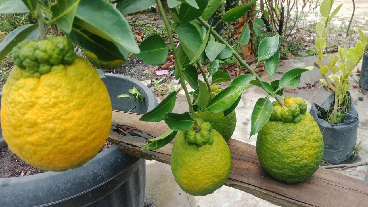 Japan Orange Dekopon Cuttings Technique To 100% Work...