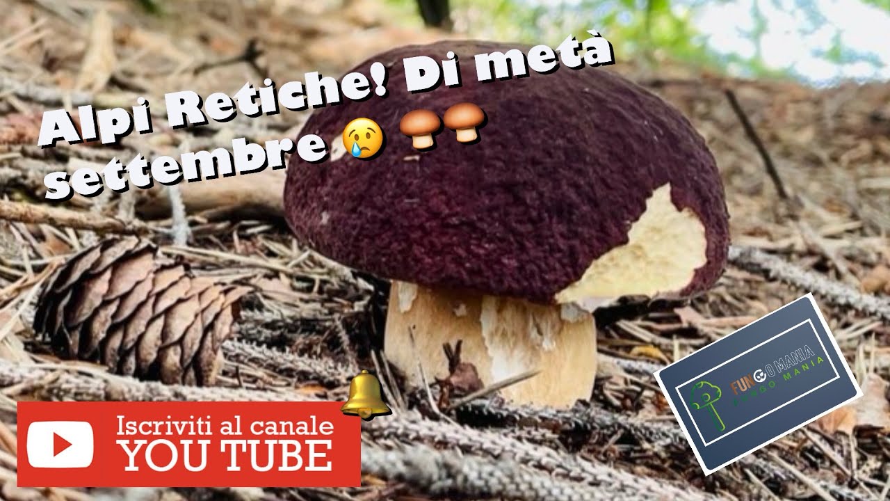 Alpi Retiche! Di metà settembre 😢🍄‍🟫🍄‍🟫 #porcini2025 #mushroom 