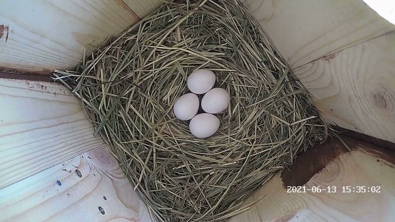 European Roller breeding timelapse 2021