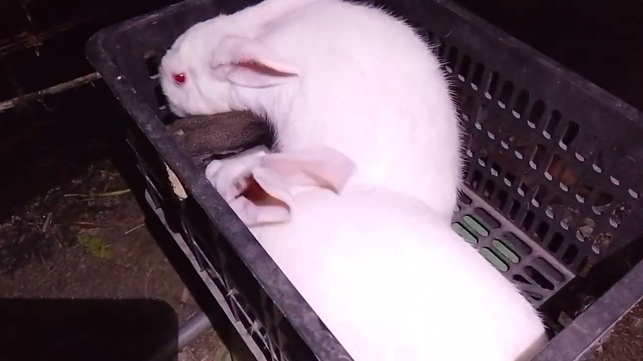 Anh khách ở an giang đến mua thỏ lúc nữa điêm