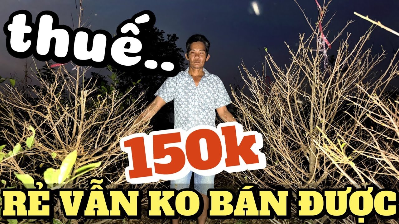 18/2 Tết: Mai bông nụ bung trấu vẫn ế, thuế gắt quá chủ vườn Bình Lợi bán tháo chỉ 150k/cây bao bứng