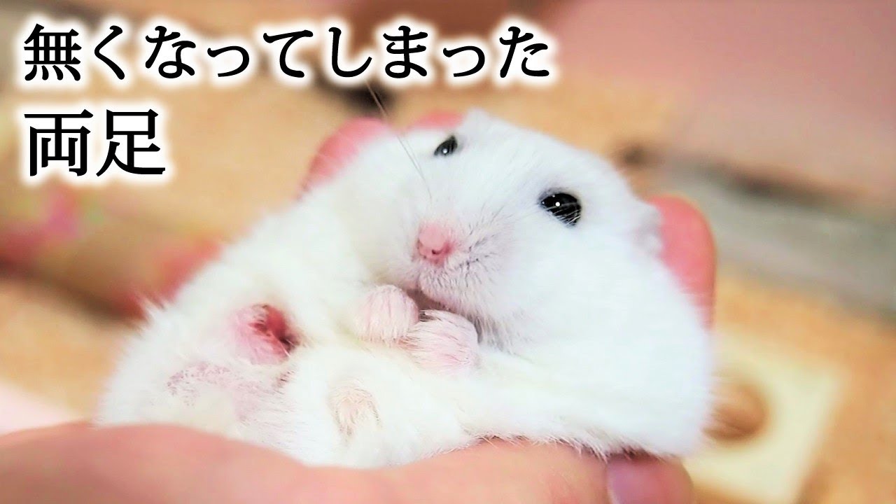 両足を噛みちぎってしまい、足が無くなってしまったハムスターのシロちゃん。