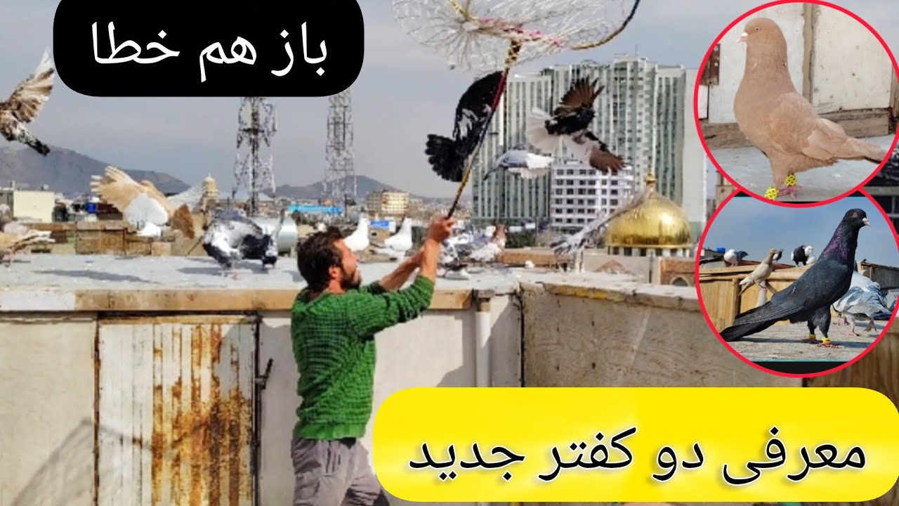 باز هم شکار را خطا زدم  ، معرفی دو  کفتر جدید  همچنان گشت  دیدنی کفتر ها ❤شوق شاهی❤