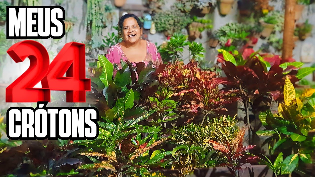MINHA COLEÇÃO DE 24 CRÓTONS: DICAS | PLANTA DE SOL PLENO E FÁCIL CULTIVO | QUINTAL LINDO E COLORIDO