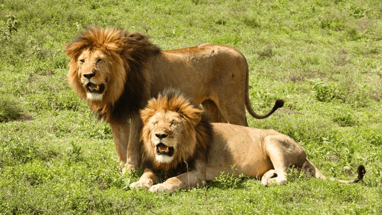 Doing a 4-Day Safari in Tarangire, Serengeti, and Ngorongoro Crater in Tanzania - Country #104