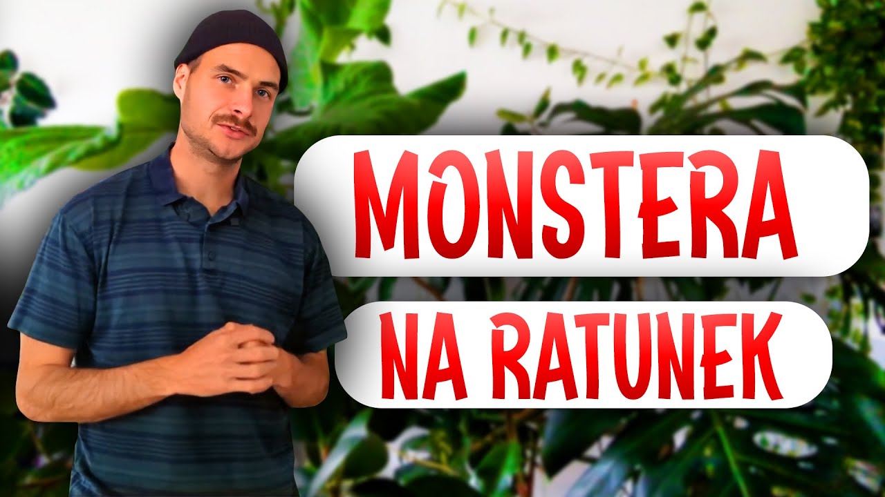 Monstera - na ratunek 15 letniej monsterze!