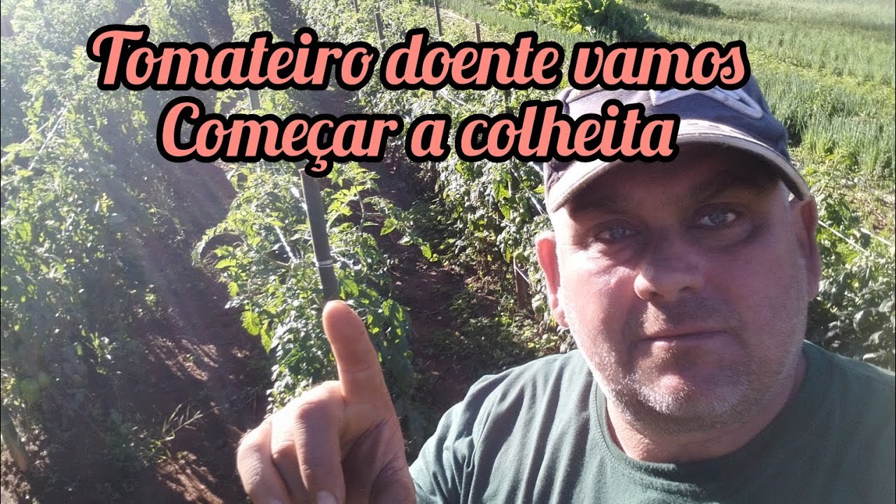 Tomateiro com pinta bacteriana promete produzir bem aínda!