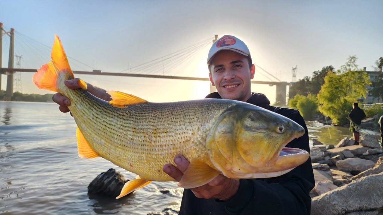 PESCA DE DORADOS Y SURUBÍES EN COSTANERA DE ZÁRATE - LUGAR GRATIS. Amantes xla pesca. videos pesca