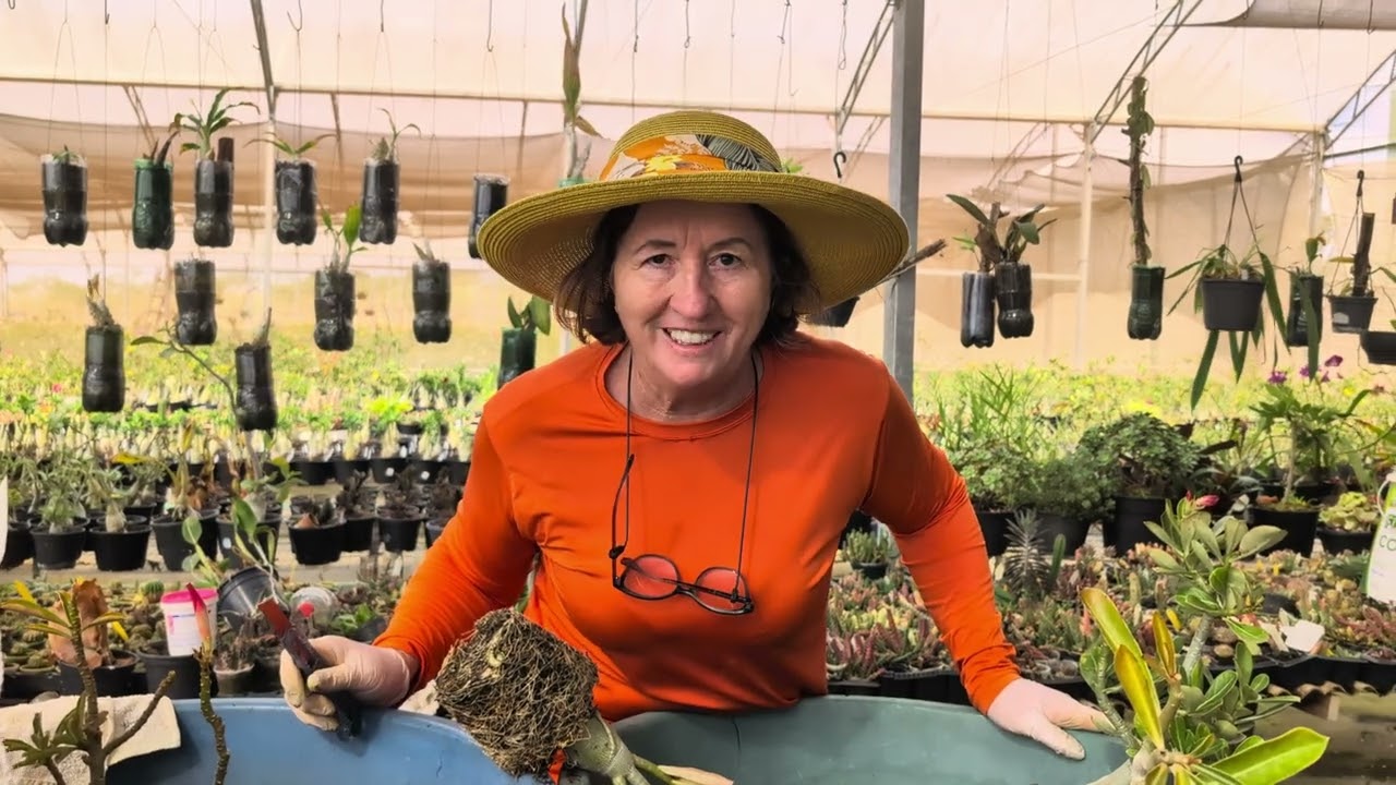 APOLONIA RESPONDE: ROSAS DO DESERTO SEM RAIZES DE ALIMENTAÇÃO
