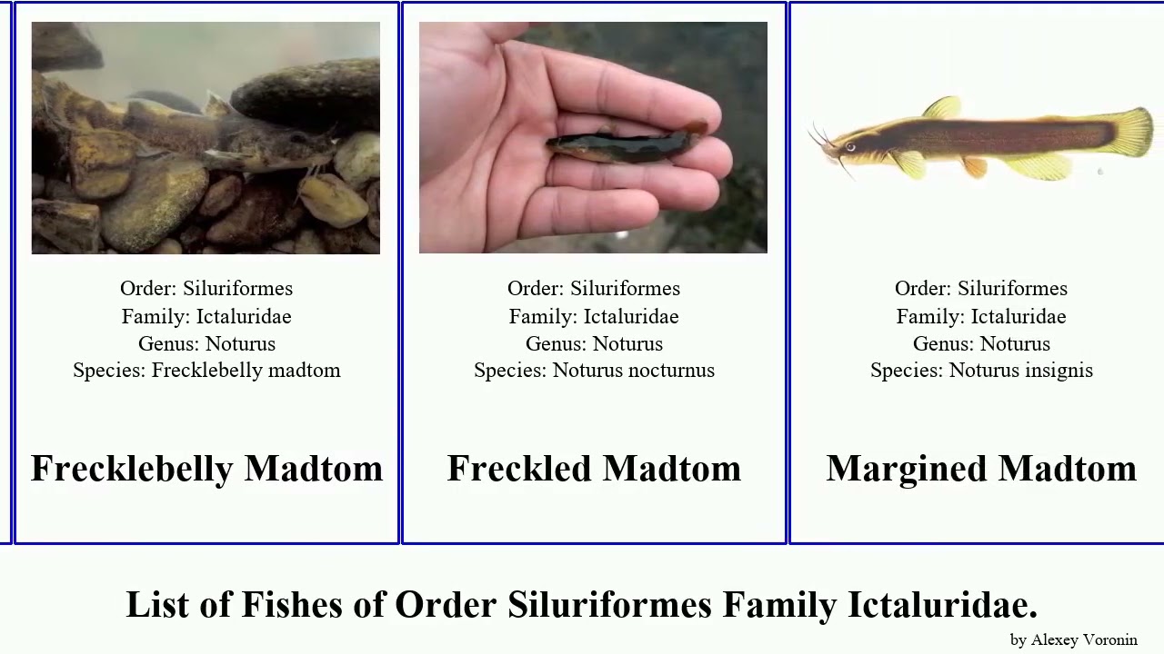 Fishes of Order Siluriformes Family Ictaluridae madtom brown pan josh bullhead Pylodictis Ameiurus